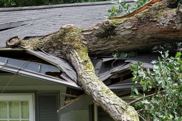 Cost of Storm Remediation in Citrus Heights